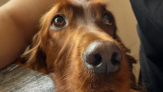 How Irish Setter begging for food irishsetter dogs [upl. by Anitsirc344]