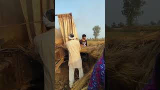 ZAMINDAR🚜🐄🌾 Brothersfitnessvlogs shorts farmer desilife desilook hardwork haryana [upl. by Nahk640]