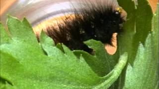 Tiger Moth Caterpillar [upl. by Anna-Maria]