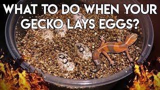 Your Gecko Laid EggsNOW WHAT [upl. by Lewison919]