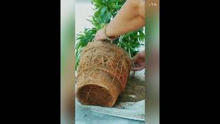 🌿🌿 Easy way to grow a dracaena plant from cutting 🌿🌿geetagoswami8545 [upl. by Aileen]