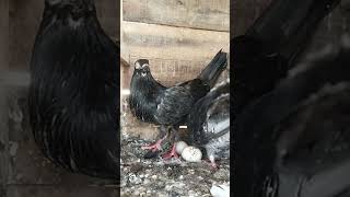 🔥top quality old lineage karnam breeding pair 🕊️ pigeon hrpmc pigeonracing coimbatoreline [upl. by Enitsirhc]