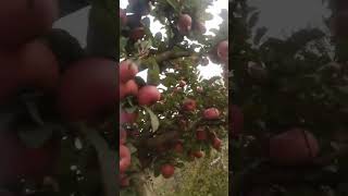 kashmirtraditionalapplevarietiesfarmingviralvideovideo newappletranding [upl. by Aicenod]