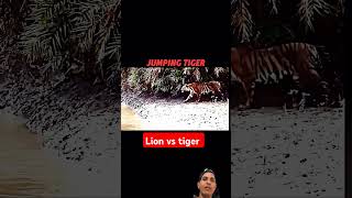 Lion vs tiger [upl. by Antin]