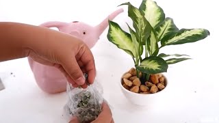 How to Grow Dieffenbachia Plant Dumb Cane  Leopard Lily in Small Ceramic Bowls with Stones [upl. by Meesan]