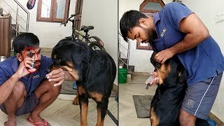 How to give  liver tonic to your Rottweiler   Bolt [upl. by Leventhal603]