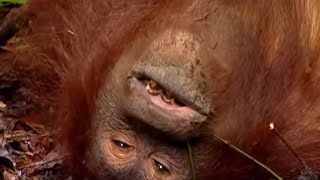 Rescuing a Wild Orangutan  Orangutan Diary  BBC Earth [upl. by Arytal]