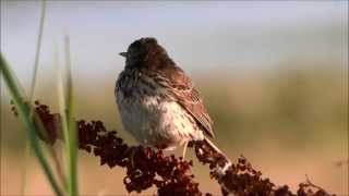 Meadow Pipit Alarmcall and singing flight  Graspieper Alarmroep en zangvlucht Anthus Pratensis [upl. by Trebleda]