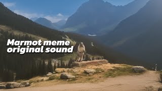 marmot scream  original sound from marmot meme [upl. by Trevethick]