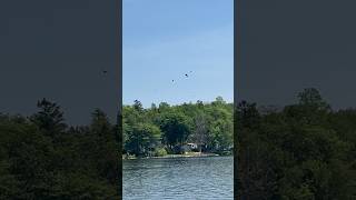 Family of crows chase away Eagle [upl. by Stauffer]