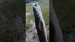 Murrel Fish Hunting Sanekhead Fishing murrelfishing​ maralfishing​ snakeheadfishing​ ytshorts​ [upl. by Waechter934]