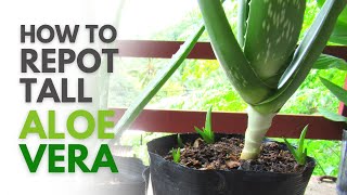 How To Repot Tall Aloe vera Plant [upl. by Kirby]