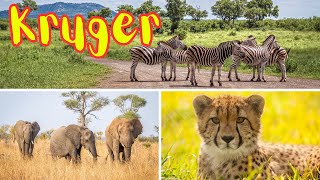 Kruger National Park  A Safari Adventure in South Africa [upl. by Laks598]