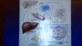 Dr Nestlers Talk NORMOZ in PCOS [upl. by Doowron275]