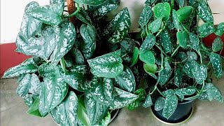 Scindapsus Pictus plant complete care guide Silver pothos Satin pothos  Exotica and Argyraeus [upl. by Nottnerb]