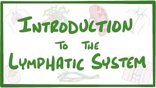 Introduction to the Lymphatic System [upl. by Kellyn]