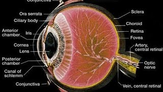 Histology of Eye mbbshistology [upl. by Doykos]