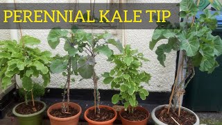 How to care for your Perennial DAUBENTON and PANACHE Kale How to deal with Aphids in your garden [upl. by Fara716]