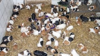 GUINEA PIG PIGS  At The Giza Zoo  Egypt [upl. by Yelsnia]