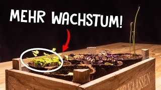 Garantiert mehr Wachstum 🌱  Wichtiger Tipp für deine Anzucht💡 [upl. by Jemima89]