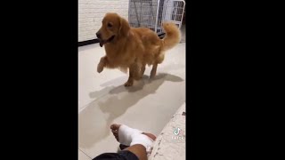 Limping dog makes fun of his owner [upl. by Dinan]