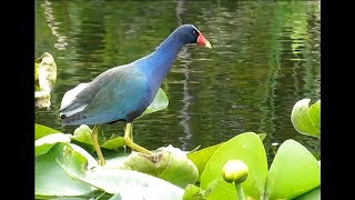 Purple Gallinule Everglades National Park [upl. by Adoh]