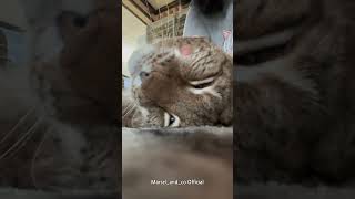 Marsel is Purring lynx bigcat [upl. by Ettezzil894]