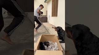 Rottweiler ke puppies le kr bhag gya 😂mother reaction 🥰rottweiler puppy motherlove [upl. by Sewellyn817]