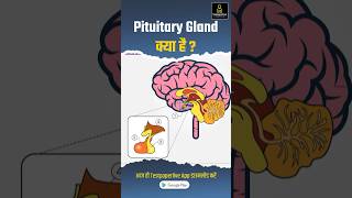 Pituitary Gland amp Hypothalamus  Endocrine System Short Review pituitarygland endocrinesystem [upl. by Imer]