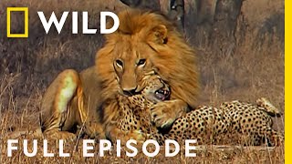 Male Lions Brutally Attack Cheetahs Full Episode  Cat Wars Lion vs Cheetah  Serengeti [upl. by Chiquita]