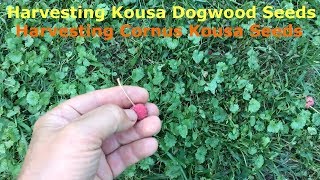 Harvesting Kousa Dogwood Seeds Harvesting Cornus Kousa Seeds [upl. by Ylsel]