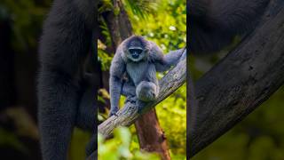 The Majestic Silvery Gibbon wildlife animals monkey [upl. by Aurel]