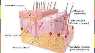 Neurophysiology Part 6 [upl. by Abijah399]