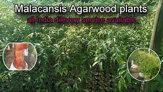 Agarwood plantsaquilaria malacansis variety farming agarwood tamilnadu karnataka andrapradesh [upl. by Barb]