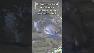 Platypus The most unusual animal in the world 😍 animals nature platypus [upl. by Ahsiakal]