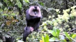 Lion Tailed Macaque at Vaalparai [upl. by Sigfried]