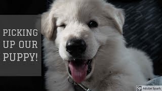 Picking Up Our Puppy  White Swiss Shepherd  8 weeks old [upl. by Caylor]