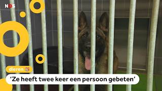 Politie neemt steeds meer bijtende honden in beslag [upl. by Gretna]