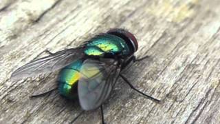 GREEN BOTTLE FLY CLOSE UP PART 1 OF 2 [upl. by Grizelda145]