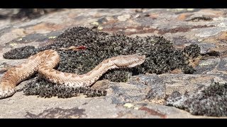 Víbora hocicuda Vipera latastei El animal más peligroso de España juvenil GONZALO [upl. by Alayne]