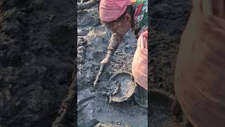 Amazing village women catching huge big catfish in muddy water fishhunting catchingfish shorts [upl. by Churchill577]