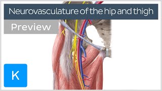 Hip and thigh Arteries veins and nerves preview  Human Anatomy  Kenhub [upl. by Kennard]