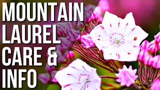 What You Should Know About The Mountain Laurel Plant  Mountain Laurel Plant Care Guide [upl. by Juna]