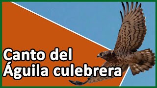 🟢 CANTO DEL ÁGUILA CULEBRERA EUROPEA Circaetus gallicus 🎵🦅 [upl. by Lonna]