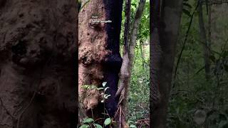 That’s so great Rerelease Sunda Pangolin at Cat Tien tropical jungle wildlife nature [upl. by Arykat]