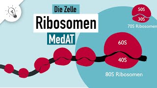 Ribosomen Aufbau amp Funktion  MedAT  Biologie [upl. by Bartolemo]