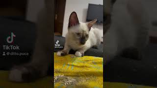 Baby Siamese 🥺 kitten adorable kucinglucu mignons [upl. by Nove653]