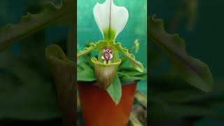 shortvideo paphiopedilum spicerianum species orchid [upl. by Cooperstein]