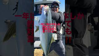 ブリなの？ヒラマサなの？超レア！！ハイブリット魚《ブリヒラ》です！ 釣り オフショアジギング fishing ジギング ヒラマサ 対馬 寒ブリ [upl. by Atenek74]