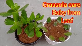 Crassula plant care  crassula plant from leaf March garden work [upl. by Siol819]